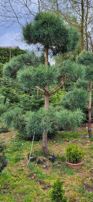 Tuja szmaragd 80,100,120,140cm