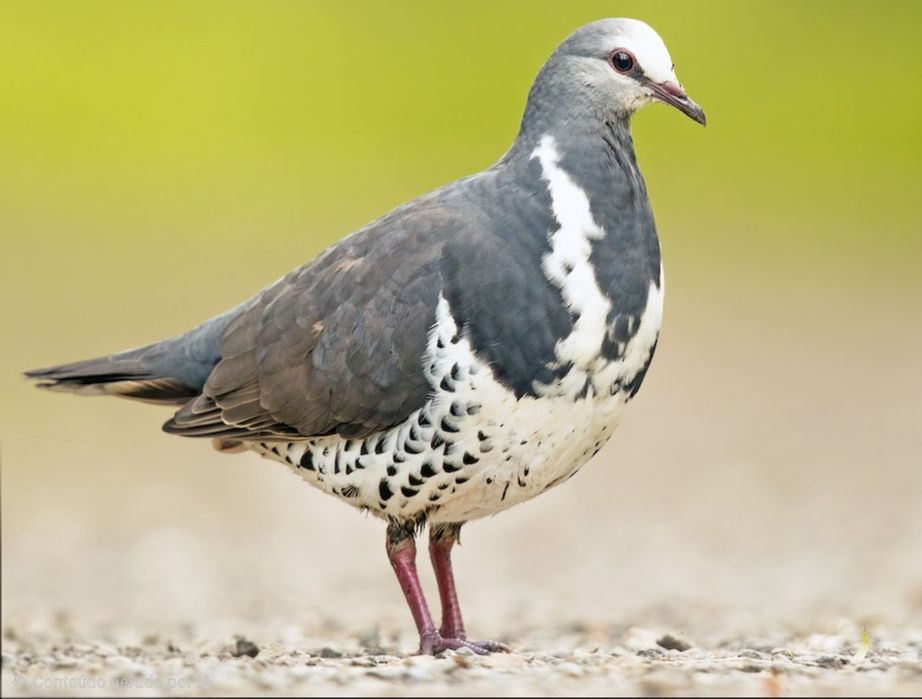 Machos de Leucosarcia Melanoleuca
