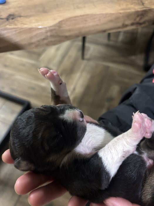 Border collie piesek