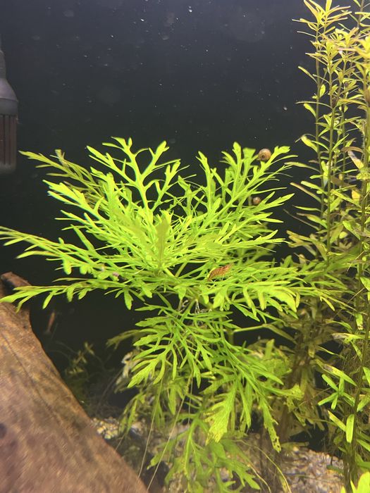 Hygrophila difformis roślina do akwarium