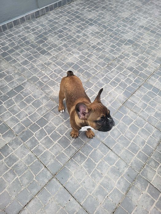 Cao buldogue frances