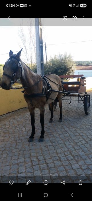 Charrete em bom estado