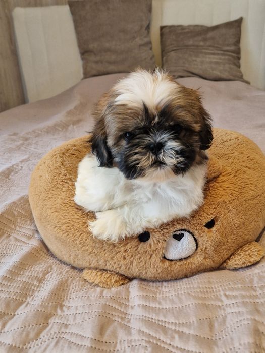 Piękne pieski shih tzu z rodowodem