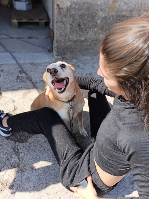 Cão meigo para adoção