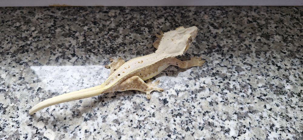 Gekony orzęsione (samice,samce)