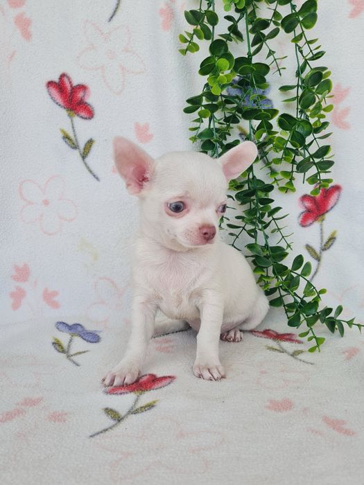 Excecional menino mini Chihuahua/Chiuaua LinhagemRussa de Qualidade