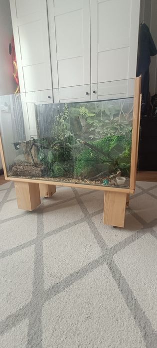 2 Gekony orzesione plus terrarium