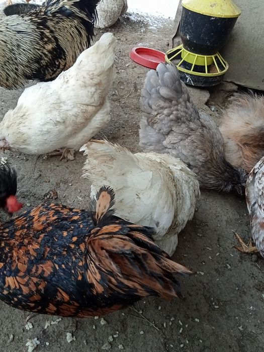 Jaja lęgowe kurek ozdobnych.