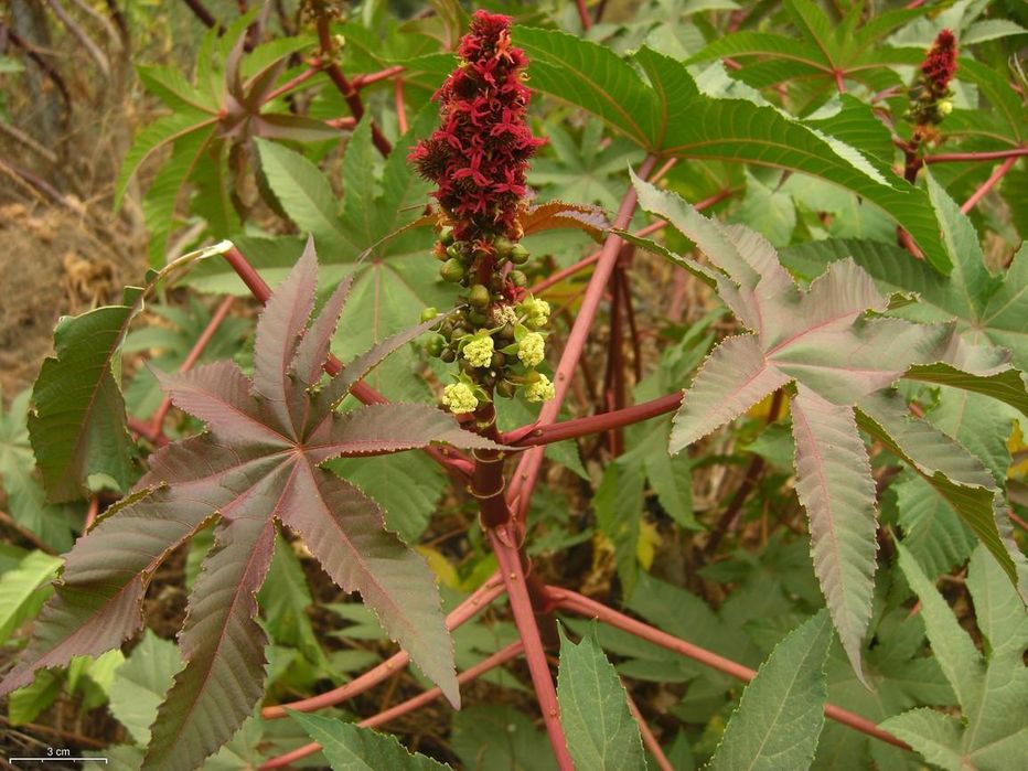 Sementes de Ricino / Castor Seeds