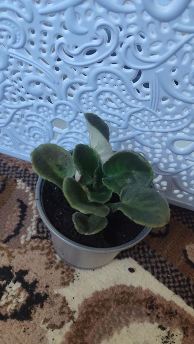 Продам саджанці фіалок