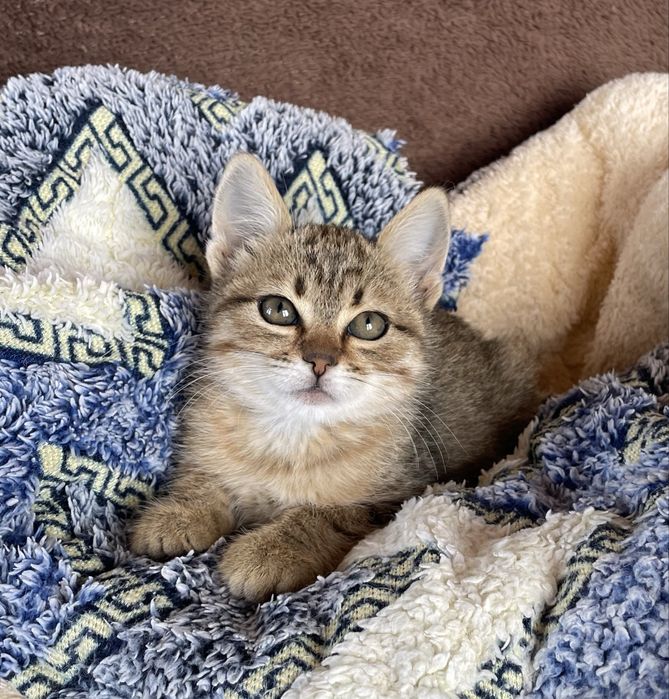 Котенок девочка