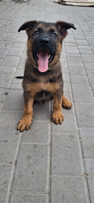 Хлопчик німецька вівчарка