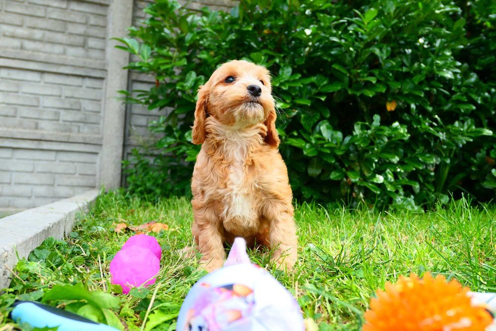 Cockapoo- Piękna zdrowa suczka- Badania Genetyczne!