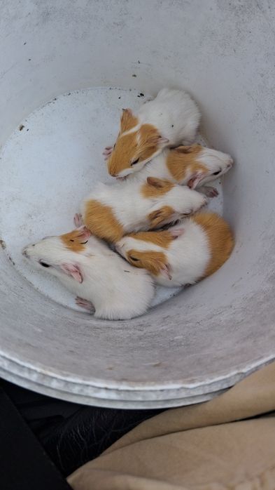 Animais  para venda