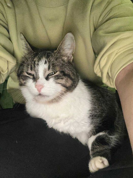 Семен Семенович прилаштовується тільки у найдобріші руки!