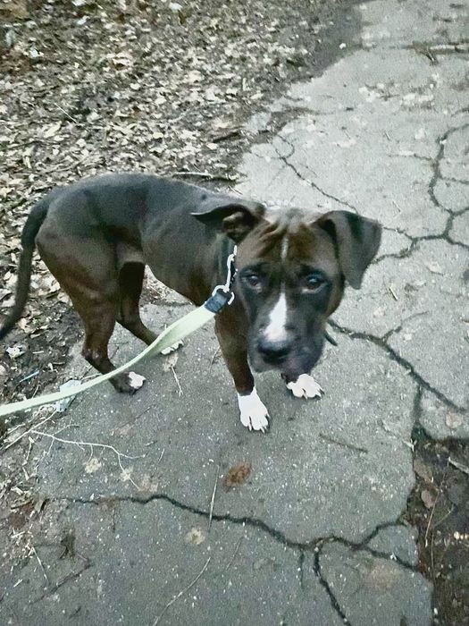 Стафф стаффорд с документами КСУ