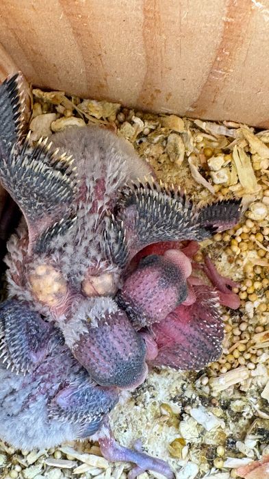 Periquitos diferentes mutações