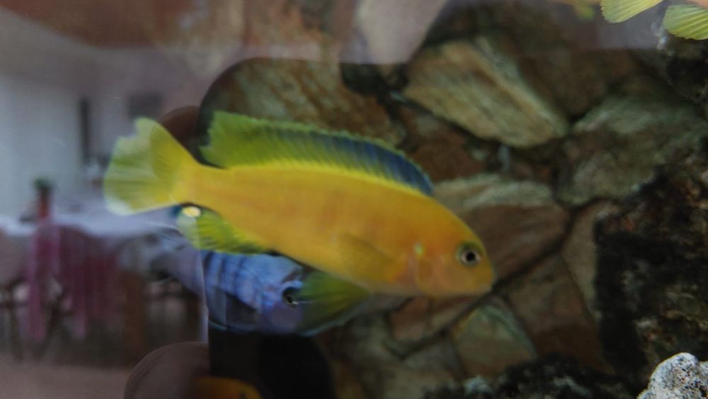 Pseudotropheus Saulosi 2 samce, cena za 1 samca