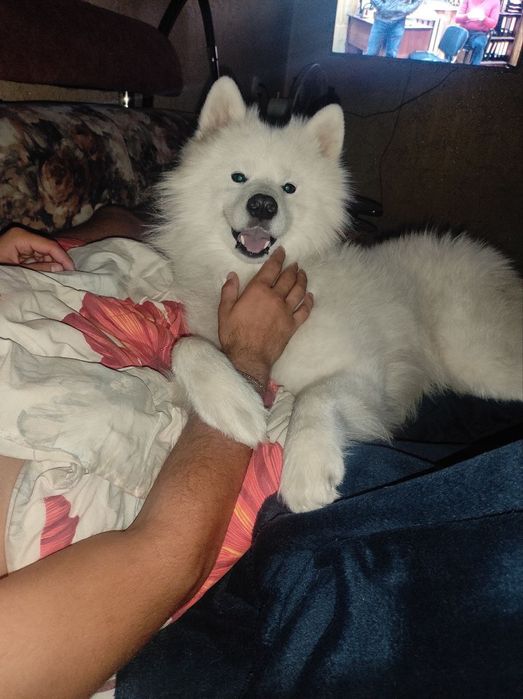 Продаю самоеда мальчика