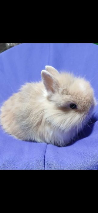 Декоративний карликовий кролик