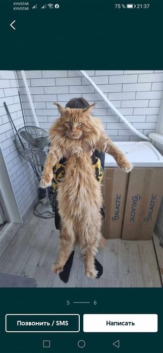 Котик Мейнкун...