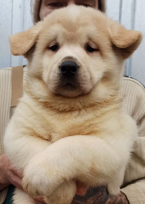 Малі чистокровні.