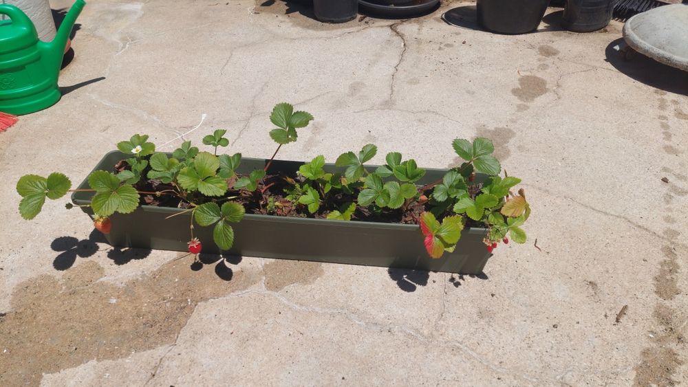 Árvores de fruto em vaso e morangueiros