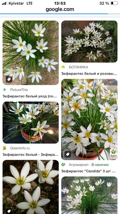 Цветок зефирантес белый 12 луковиц