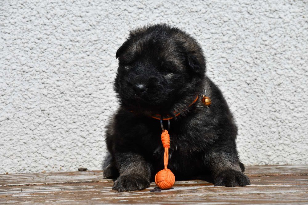 Owczarek staroniemiecki dziewczynka wilczasta