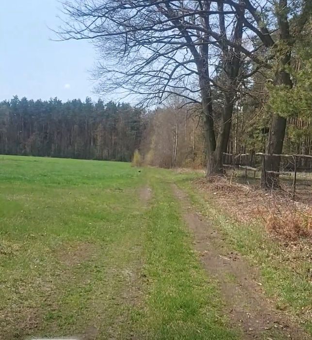 Orpelów gm Dobroń działka 6736 m2 MPZP możliwość podziału