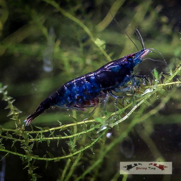 Krewetki Blue Velvet