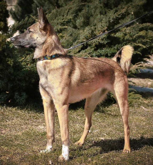 Убежала собака, метиc малинуa,помогите найти