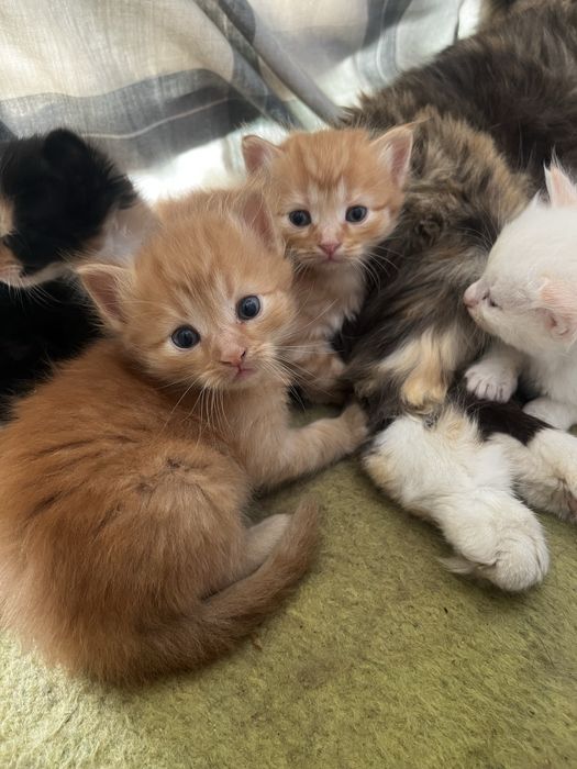 Отдам котят бесплатно