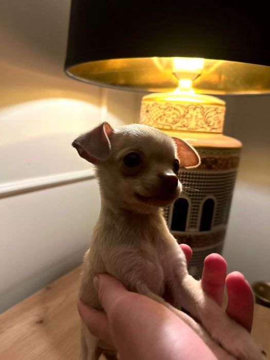 Prześliczna mini chihuahua