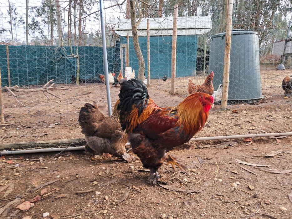 Vendo casais jovens de galinhas Brahama