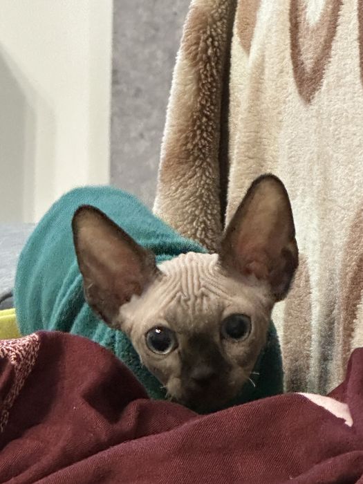 Сфинкс девочка 2 мес