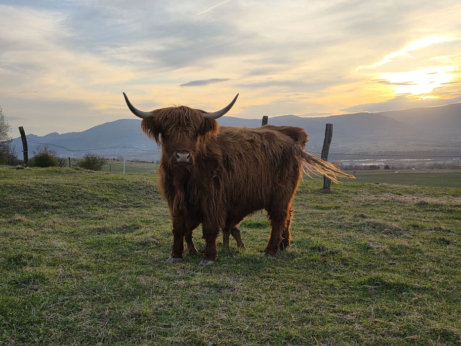 Bydlo Highland Cattle.
100% rasy.
Zadbane, dostojne