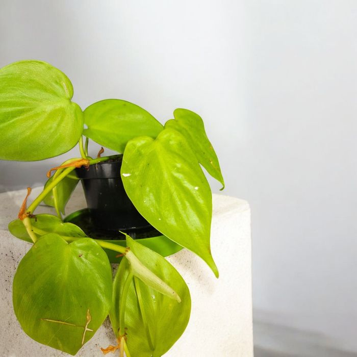 Philodendron Scandes Mincas Lime - Mały