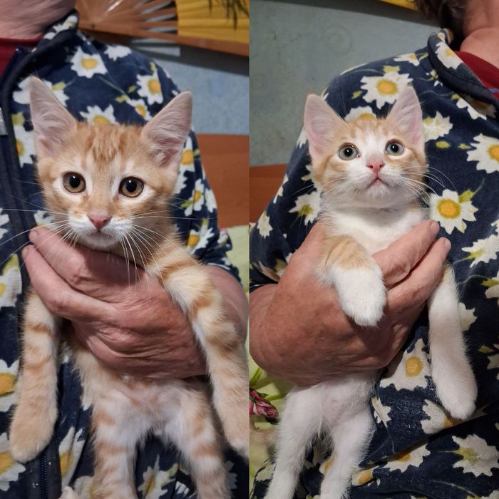 Рыжие котята мальчики бесплатно. Кот. Котик. Котенок даром