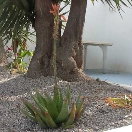 Aloé Vera (planta natural)