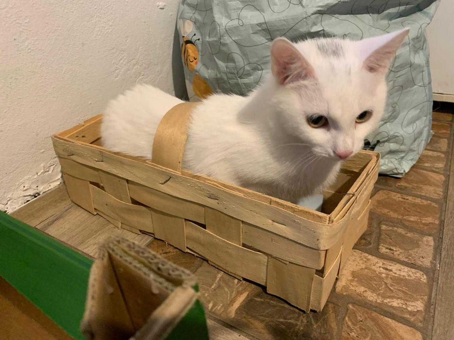 5 miesieczna sliczna koteczka do adopcji