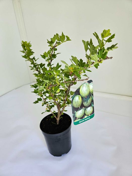 Agrest zielony (Ribes uva-crispa)