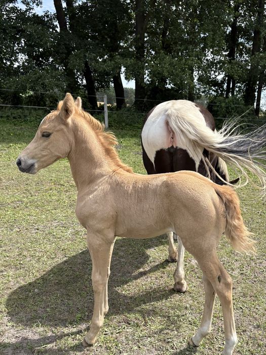 Tegoroczna klacz 1/2 APH i  Deutsche reit pony