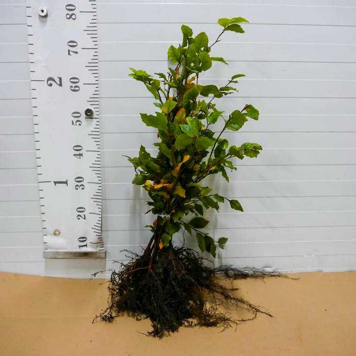 Sadzonki Leśne z Gruntu - zalesienia, zadrzewienia ARiMR