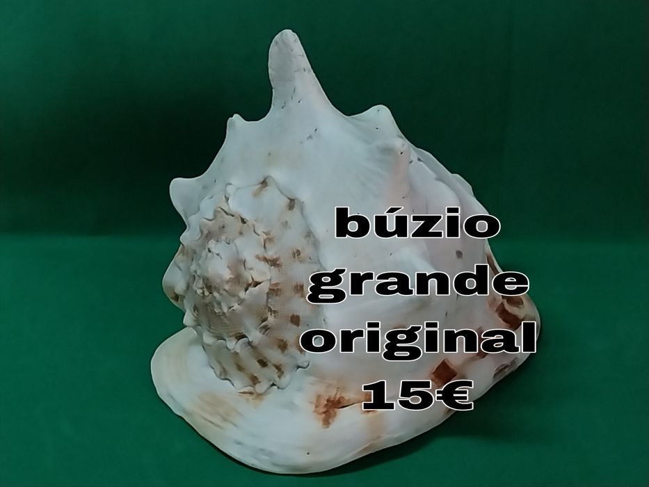 Búzios conchas etc