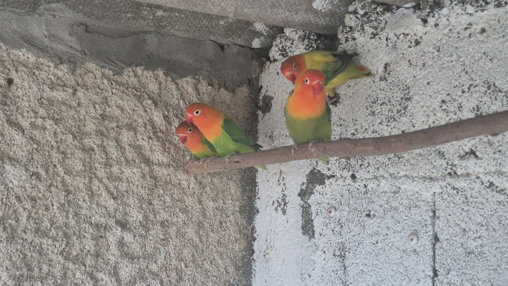 Agapornis fischers