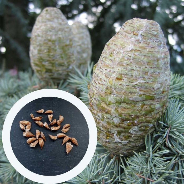 Кедр насіння 10 видів сосна кедрова семена є безкоштовна доставка