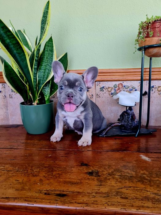 Excelente menino Bulldog/Bouledogue Francês de Qualidade