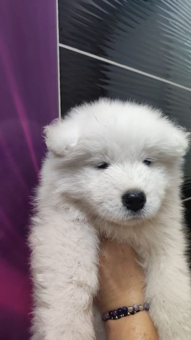 gotowa Samoyed ZKwP badania FCI Samojed DOMOWY