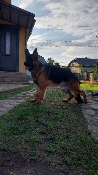 Німецька вівчарка